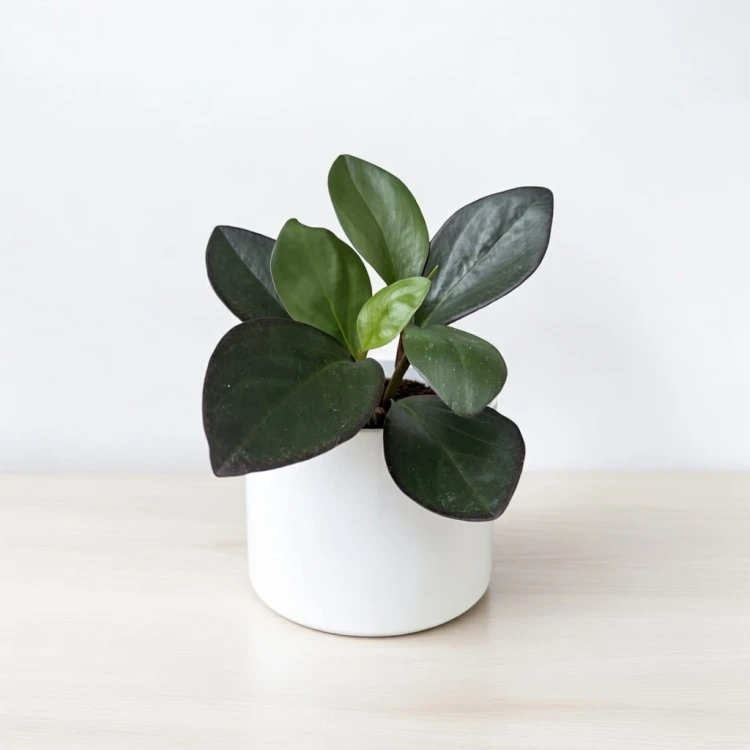 Peperomia clusiifolia Red Margin P9 #3