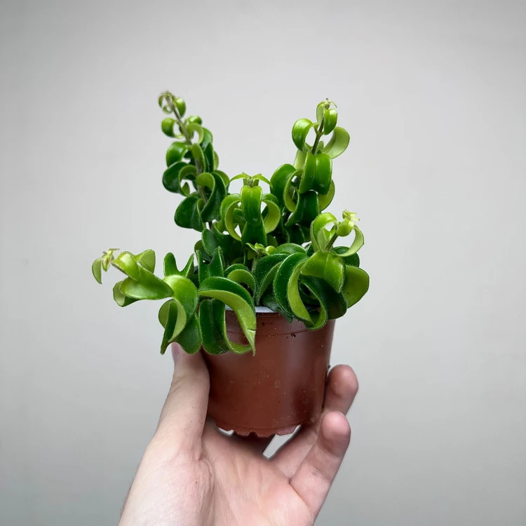 Aeschynanthus Rasta Eszynanthus P9 #4