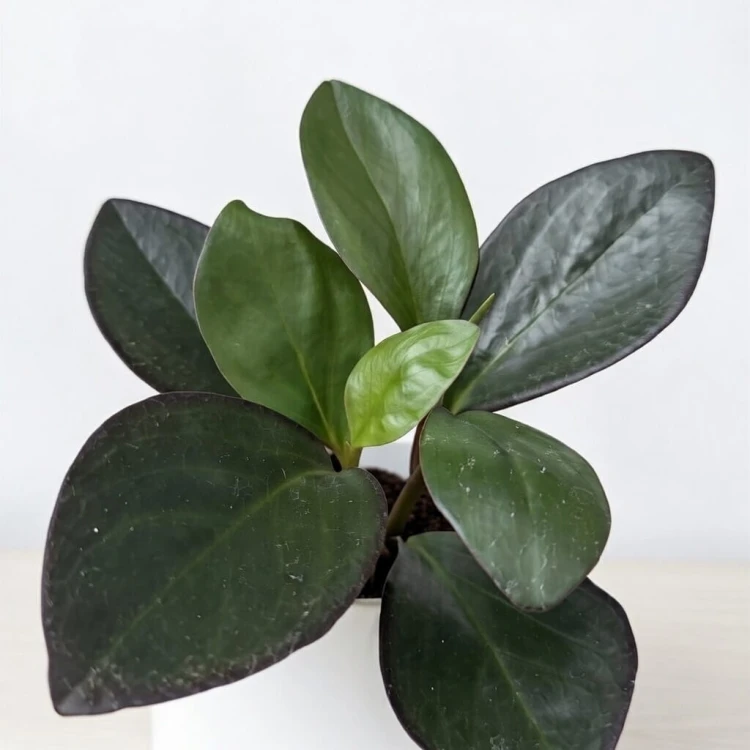 Peperomia clusiifolia Red Margin P9 #4