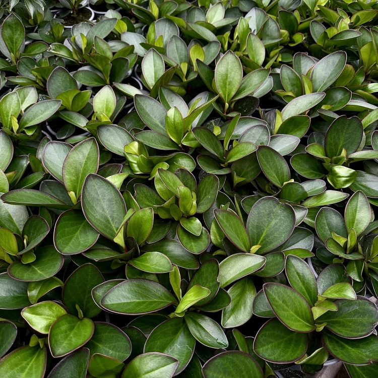 Peperomia clusiifolia Red Margin P9 #6