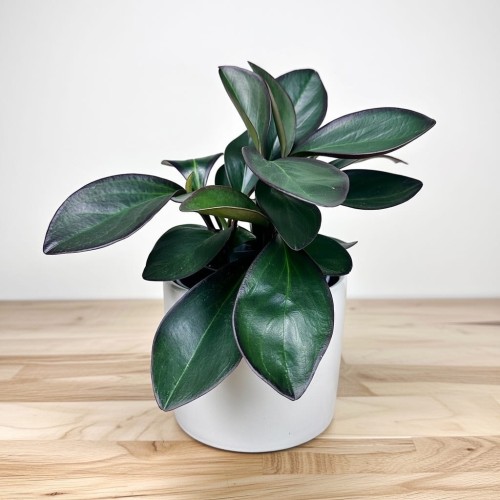 Peperomia clusiifolia Red Margin P11 #1