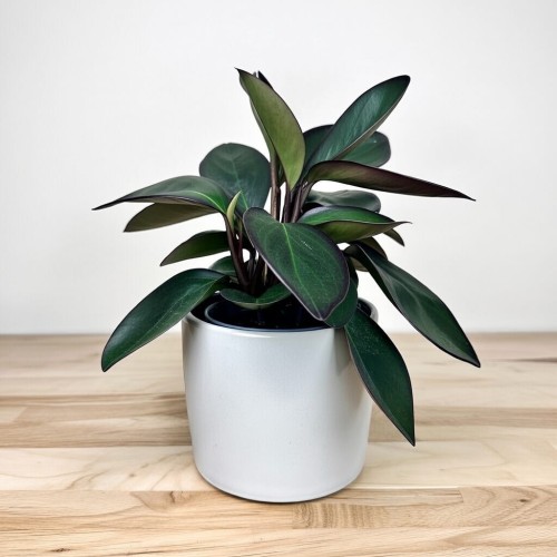Peperomia clusiifolia Red Margin P11 #2