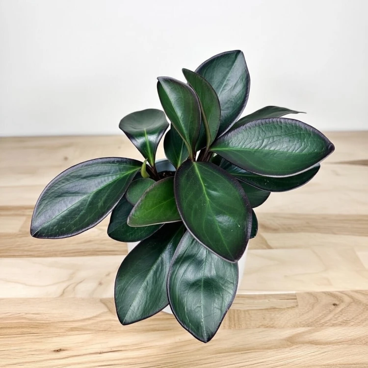 Peperomia clusiifolia Red Margin P11 #3