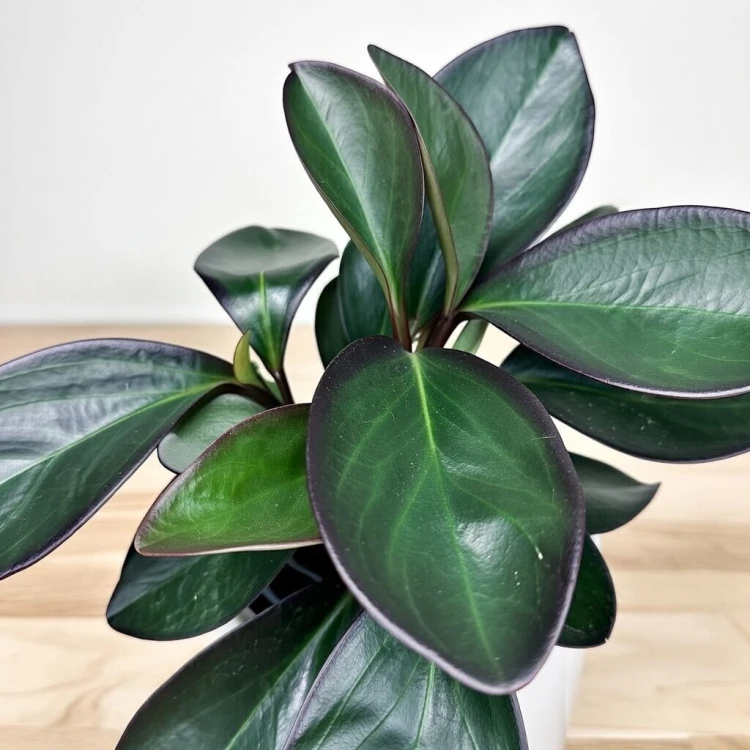 Peperomia clusiifolia Red Margin P11 #4