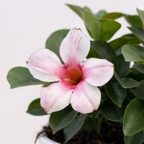 Mandevilla Sundaville Cream Pink Dipladenia Pudrowy Róż #1