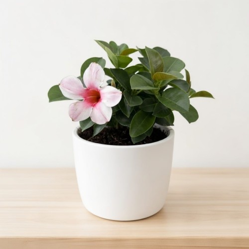 Mandevilla Sundaville Cream Pink Dipladenia Pudrowy Róż #2