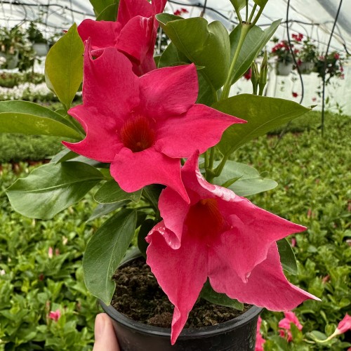 Mandevilla Sundaville Pink Dipladenia Różowa #1
