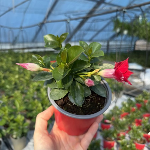 Mandevilla Sundaville Pink Dipladenia Różowa #2