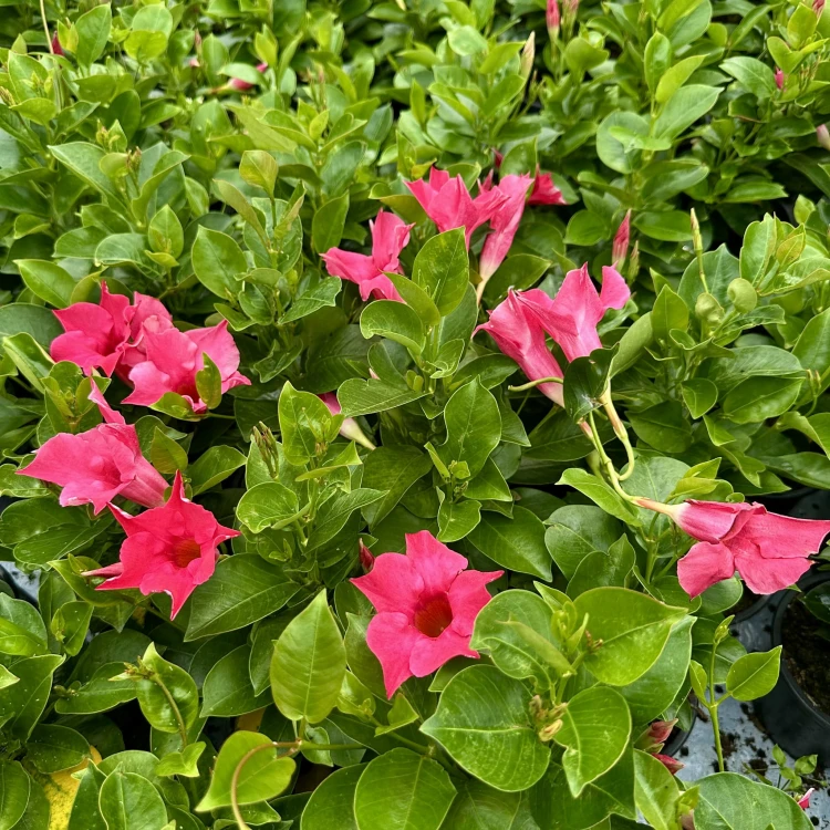 Mandevilla Sundaville Pink Dipladenia Różowa