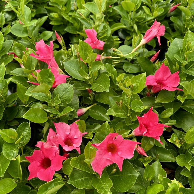 Mandevilla Sundaville Pink Dipladenia Różowa