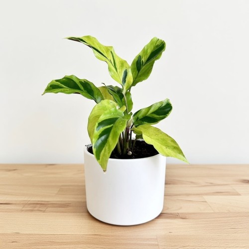 Calathea Yellow Fusion Kalatea P11 #1