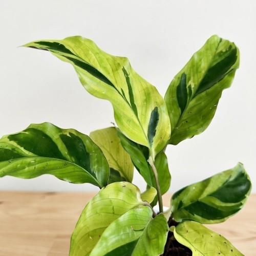 Calathea Yellow Fusion Kalatea P11 #2