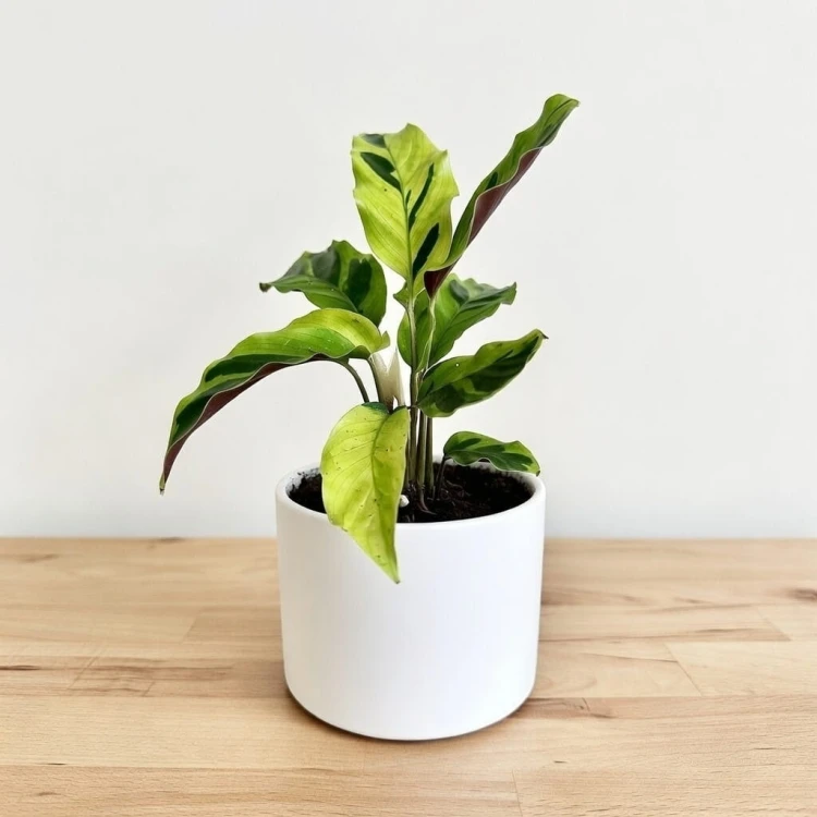 Calathea Yellow Fusion Kalatea P11 #3