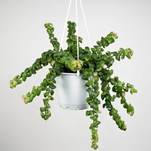 Aeschynanthus Rasta Eszynanthus P15 wisząca #2