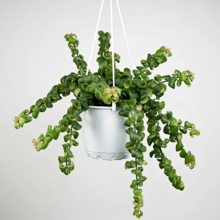 Aeschynanthus Rasta Eszynanthus P15 wisząca #2