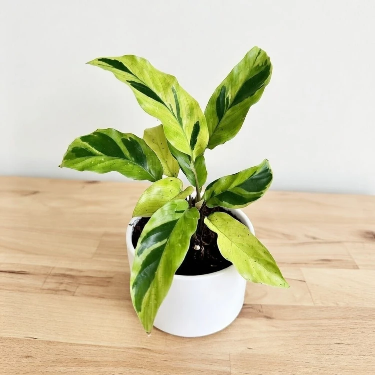 Calathea Yellow Fusion Kalatea P11 #4