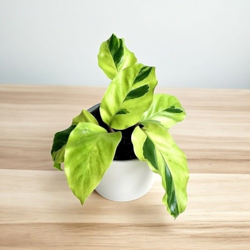 Calathea Yellow Fusion Kalatea P9 #1