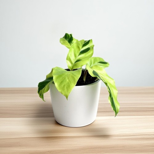 Calathea Yellow Fusion Kalatea P9 #2