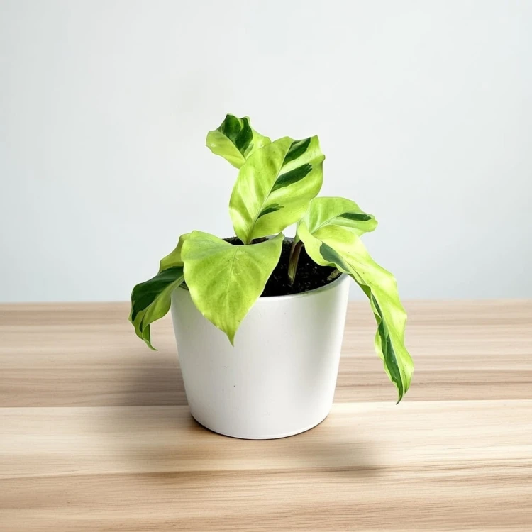 Calathea Yellow Fusion Kalatea P9 #2