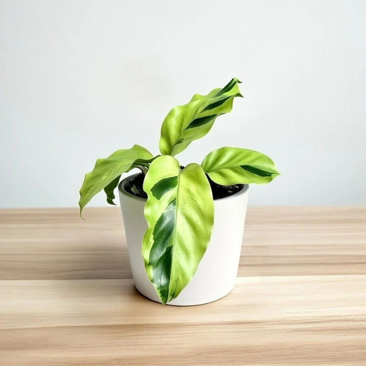 Calathea Yellow Fusion Kalatea P9 #3