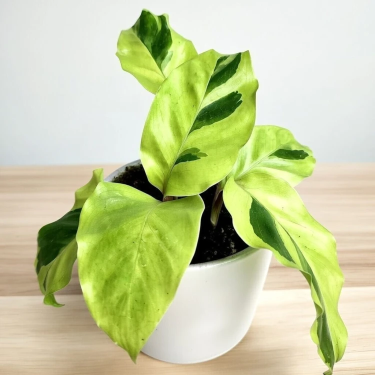 Calathea Yellow Fusion Kalatea P9 #4
