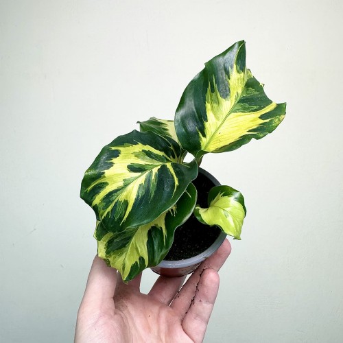 Calathea Electric Shock Kalatea P9 #1