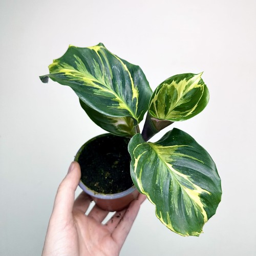 Calathea Electric Shock Kalatea P9 #2