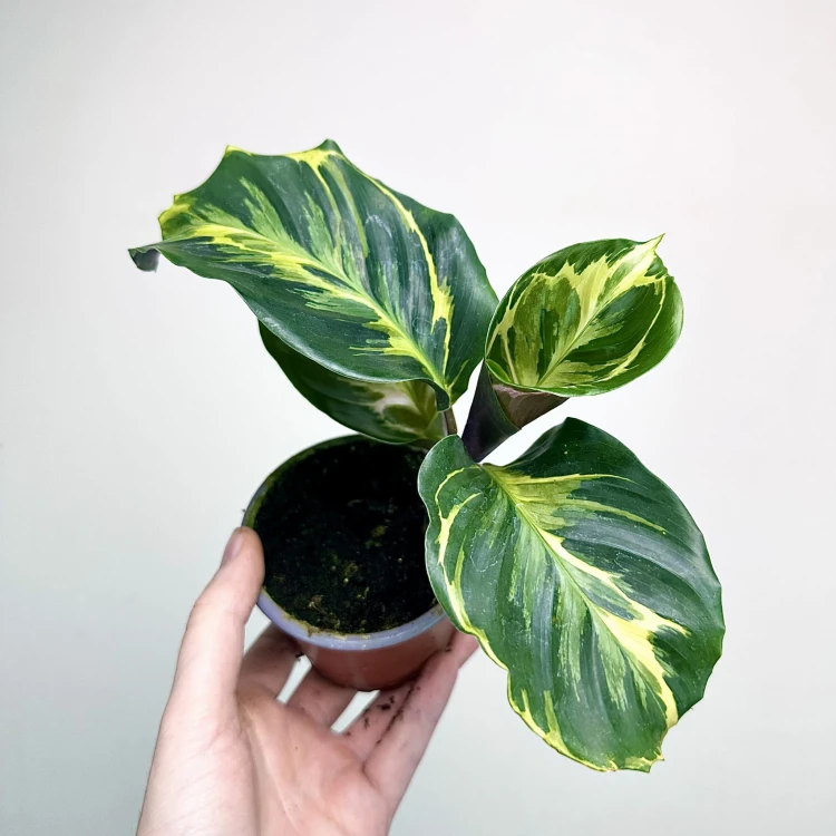 Calathea Electric Shock Kalatea P9 #2