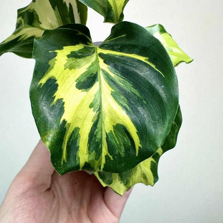 Calathea Electric Shock Kalatea P9 #3