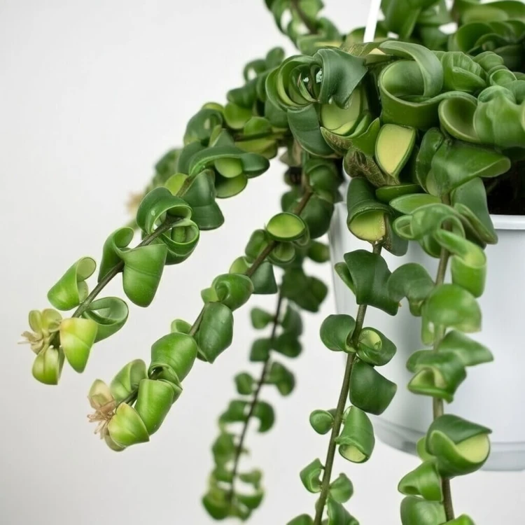 Aeschynanthus Rasta Eszynanthus P15 wisząca #3