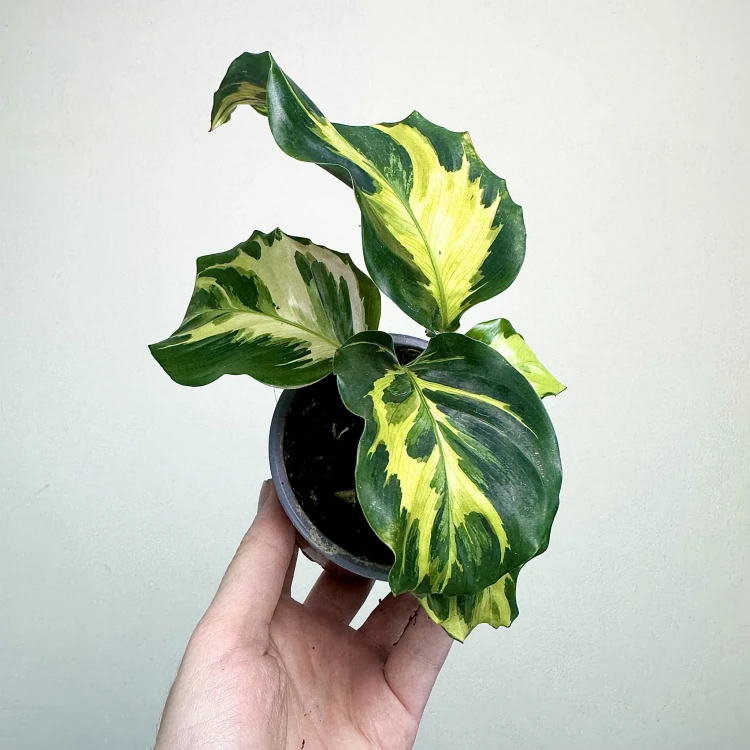 Calathea Electric Shock Kalatea P9 #4