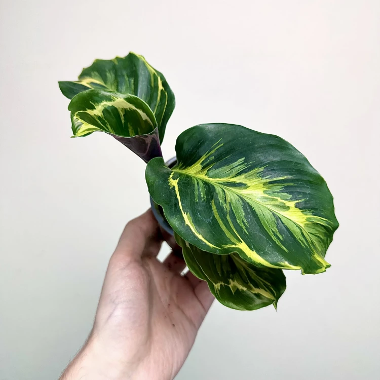 Calathea Electric Shock Kalatea P9 #5