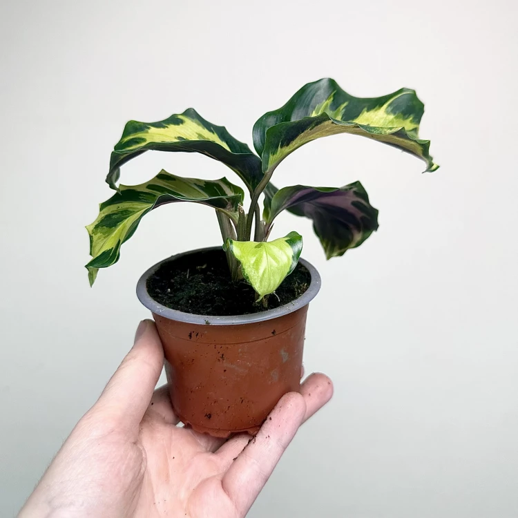 Calathea Electric Shock Kalatea P9 #6