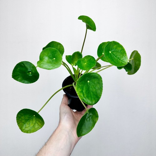 Pilea Peperomioides Pieniążek P11 #1