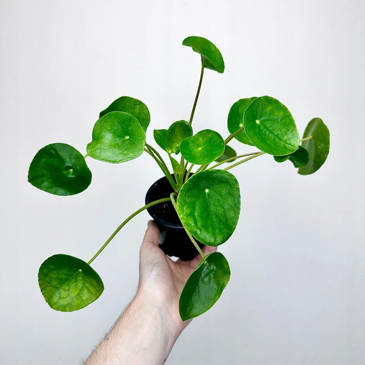Pilea Peperomioides Pieniążek P11 #1