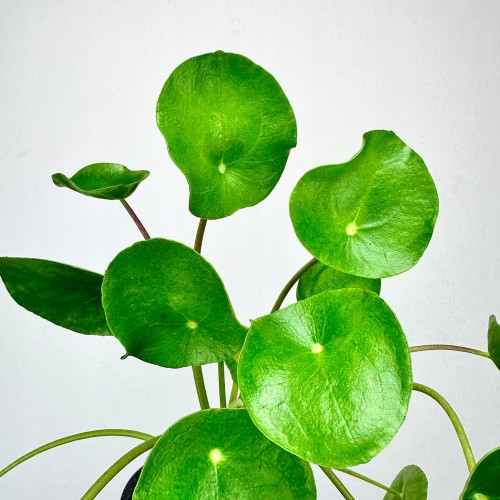 Pilea Peperomioides Pieniążek P11 #2