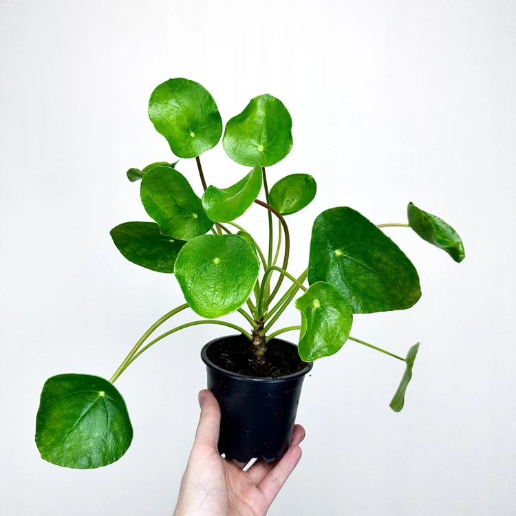 Pilea Peperomioides Pieniążek P11 #3