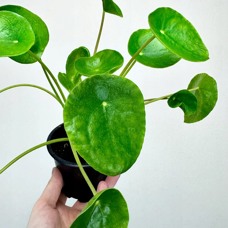 Pilea Peperomioides Pieniążek P11 #4
