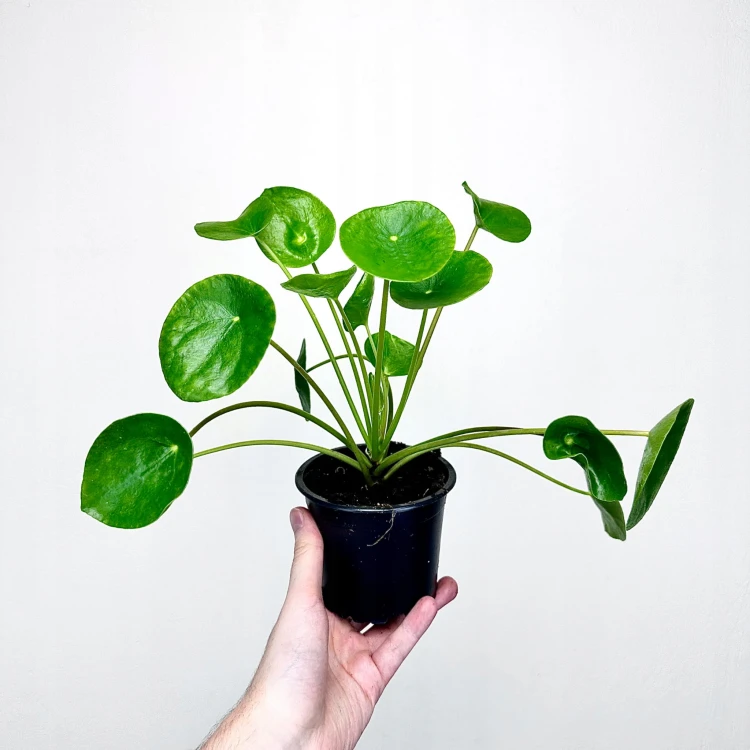 Pilea Peperomioides Pieniążek P11 #5