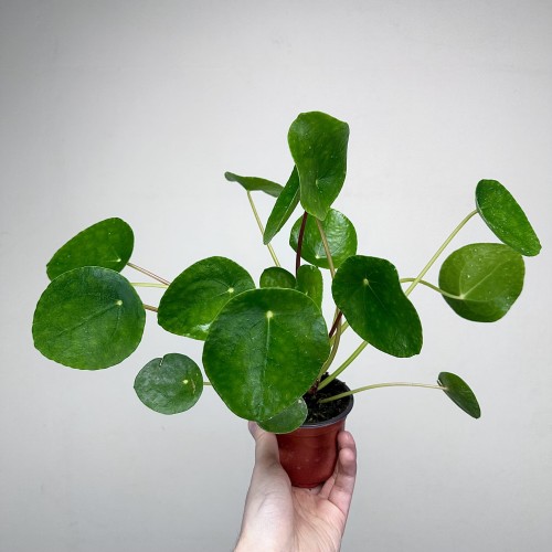 Pilea Peperomioides Pieniążek P9 #1