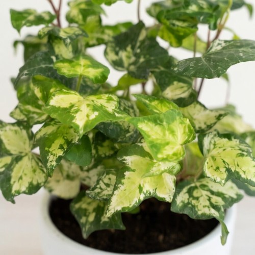 Hedera helix Golden Ingot Bluszcz P9 #2