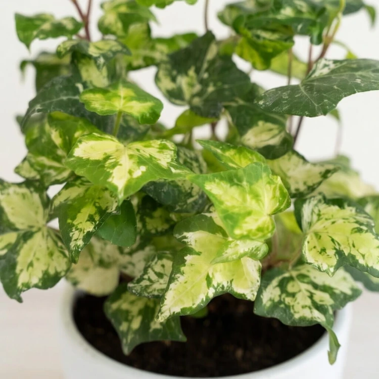 Hedera helix Golden Ingot Bluszcz P9 #2