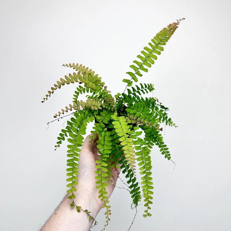 Adiantum Caudatum Paproć #1