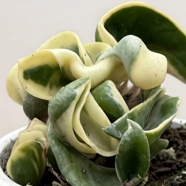 Hoya carnosa compacta Albomarginata Hoja P9 #4