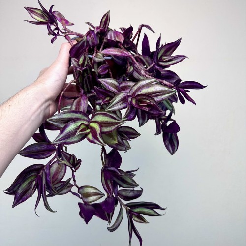 Trzykrotka Pasiasta Tradescantia Zebrina P12 #1