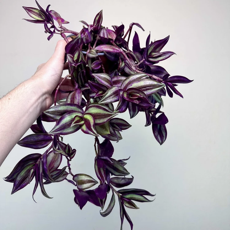 Trzykrotka Pasiasta Tradescantia Zebrina P12 #1