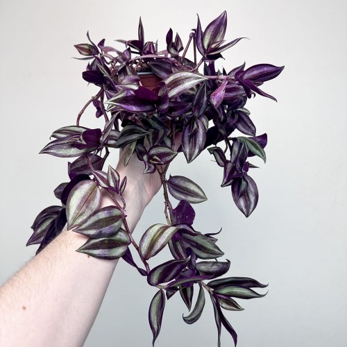 Trzykrotka Pasiasta Tradescantia Zebrina P12 #2