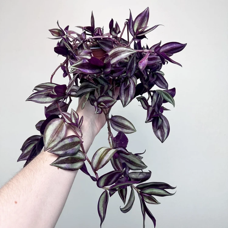 Trzykrotka Pasiasta Tradescantia Zebrina P12 #2