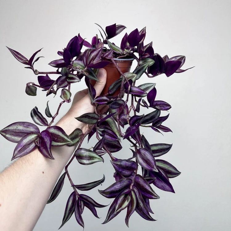 Trzykrotka Pasiasta Tradescantia Zebrina P12 #3