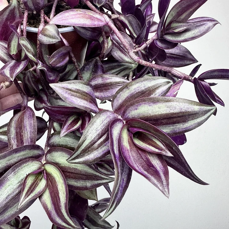 Trzykrotka Pasiasta Tradescantia Zebrina P12 #4